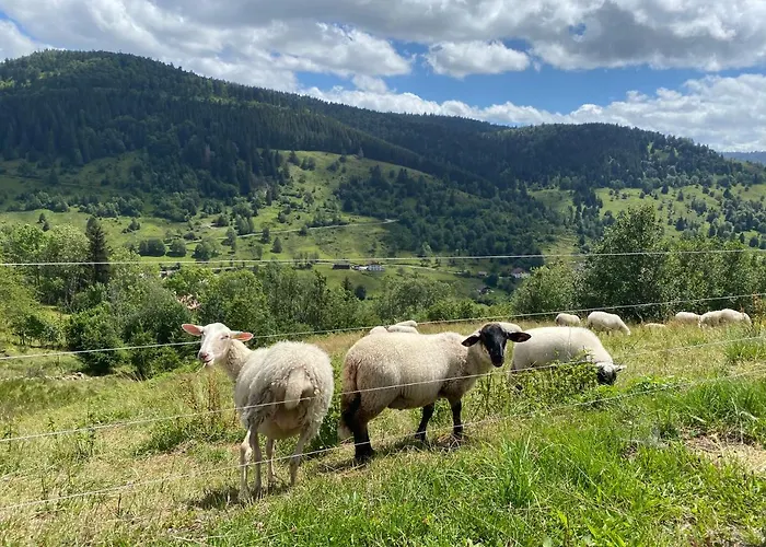 Chalet Le Diamant Nathalie Mn La Rouge La Bresse